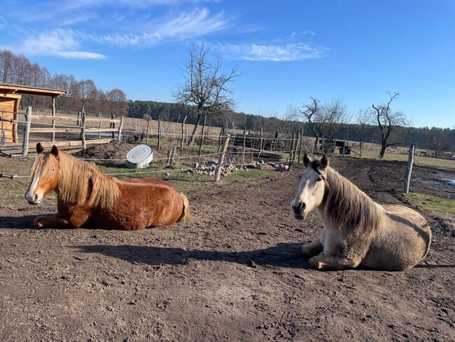 Ungarisches Kaltblut, Lisa Rieger , Horses For Sale, Lühsdorf, Image 2