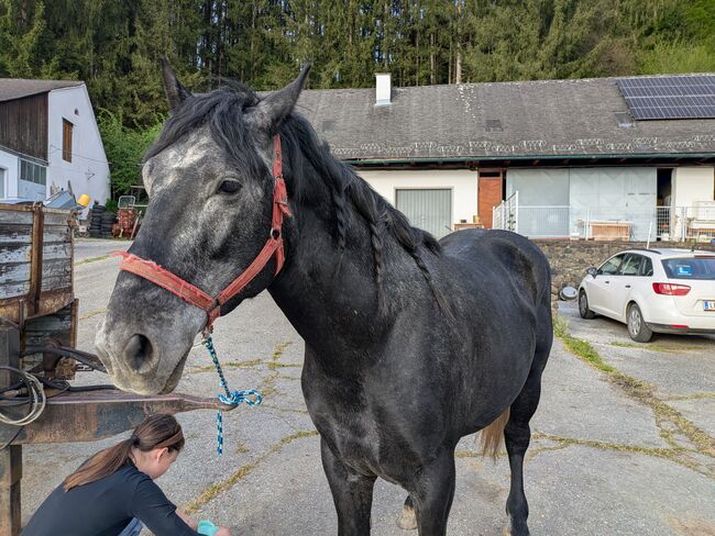 ungarischer Kaltblut Mix Wallach, Michaela B, Horses For Sale, Werndorf, Image 3
