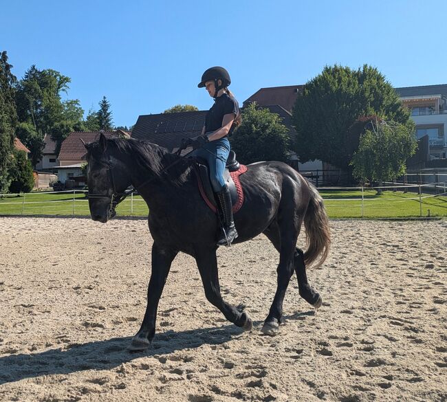 ungarischer Kaltblut Mix Wallach, Michaela B, Horses For Sale, Werndorf, Image 4