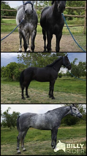 Hungarian Horse, Jozsef, Horses For Sale, Békés, Image 4