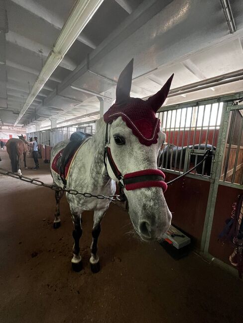 Ungarisch Pferd, Evelyn, Horses For Sale, Gerla, Image 3