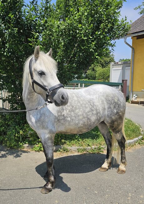 Ungarisches Reitpony, K.B.Z. verkaufspferde , Horses For Sale, Steiermark/Leibnitz 