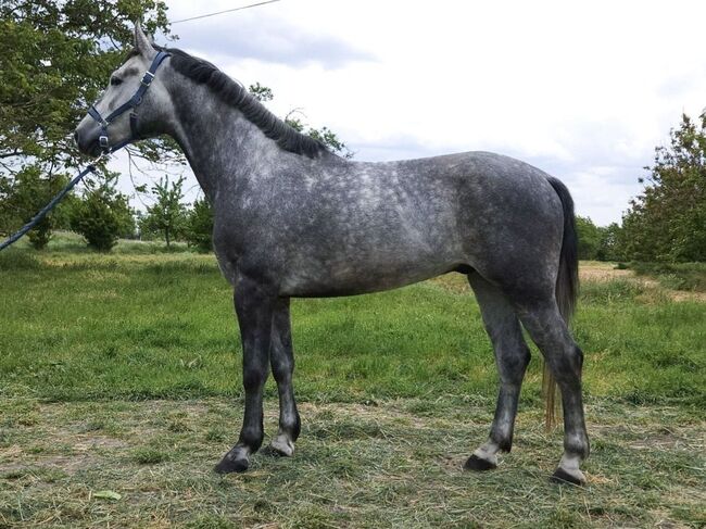 Ungarisches sportpferde wallach., Jozsef, Horses For Sale, Békés, Image 2