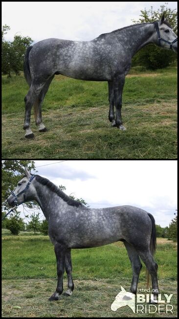 Ungarisches sportpferde wallach., Jozsef, Horses For Sale, Békés, Image 3