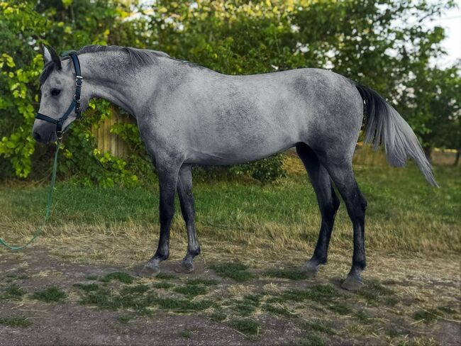 Ungarisches sport pferd, Jozsef, Horses For Sale, Békés