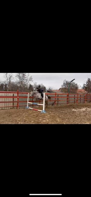 Ungarisches sport pferd, Jozsef, Horses For Sale, Békés, Image 3