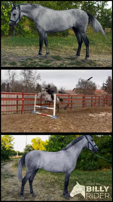 Ungarisches sport pferd, Jozsef, Horses For Sale, Békés, Image 4