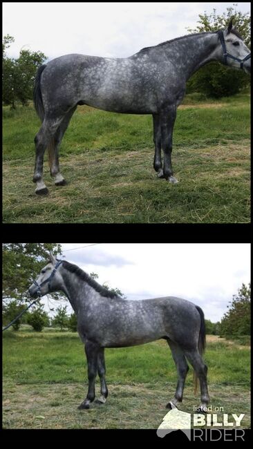 Ungarisches sport pferd, Jozsef, Horses For Sale, Békés, Image 3