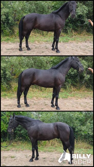 Hungarian sport Horse, Jozsef, Horses For Sale, Békés, Image 4
