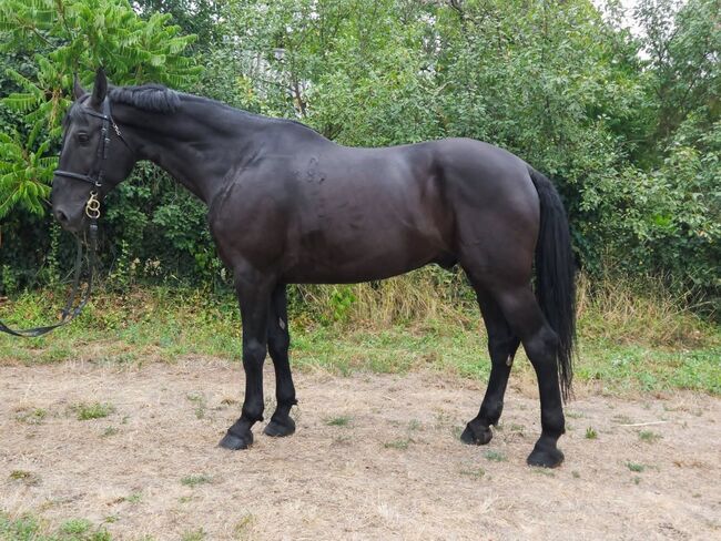 Hungarian sport Horse, Jozsef, Horses For Sale, Békés, Image 3