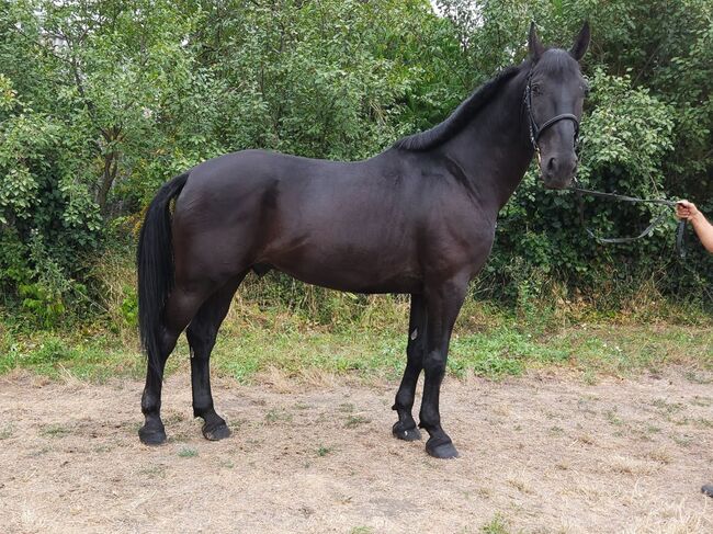 Hungarian sport Horse, Jozsef, Horses For Sale, Békés