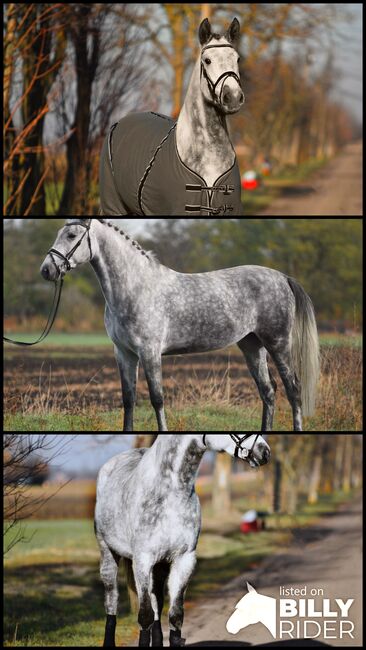 Ungarisches Sportpferd, Stute, 6 Jahre, 168 cm, Schimmel, Izmos, Horses For Sale, Békésszentandrás, Image 4
