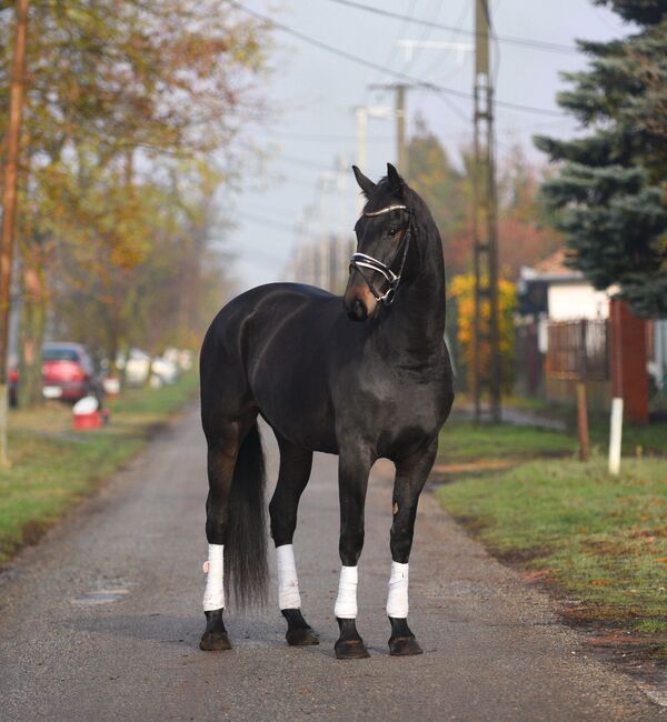 Ungarisches Sportpferd, Stute, 8 Jahre, 168 cm, Rappe, Izmos, Horses For Sale, Békésszentandrás, Image 2