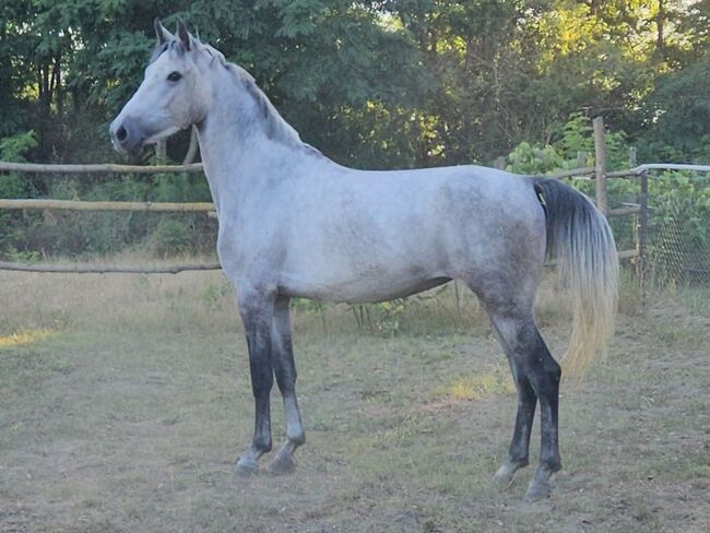 Ungarisches sportpferde, Jozsef, Horses For Sale, Békés