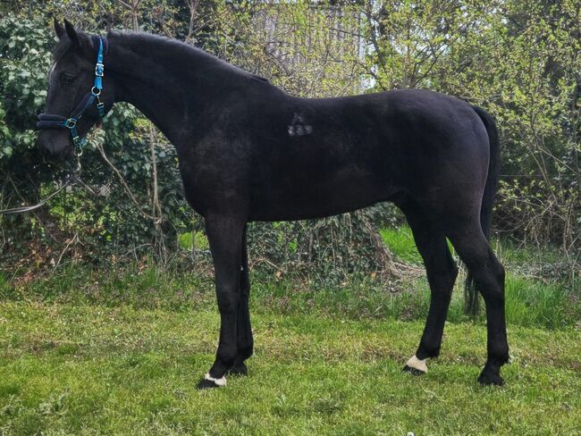 Ungarisches sportpferde, Jozsef, Horses For Sale, Békés