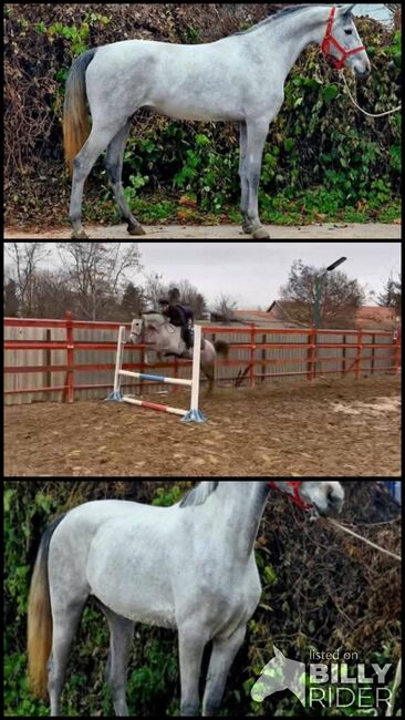 Ungarisches sport stute, Jozsef, Horses For Sale, Békés, Image 4