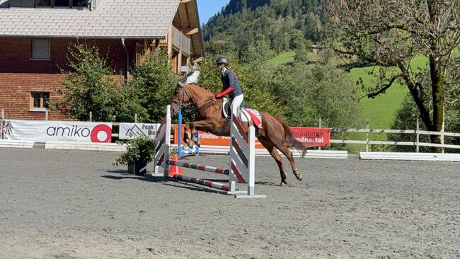 ungarisches warmbluut, jassi, Horses For Sale, Bludenz