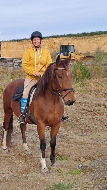 Ungarischer Warmblut Wallach, Andrea Moser, Horses For Sale, Petzenkirchen , Image 4