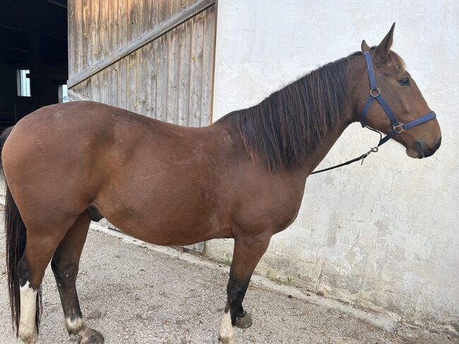 Ungarischer Warmblut Wallach, Andrea Moser, Horses For Sale, Petzenkirchen , Image 6