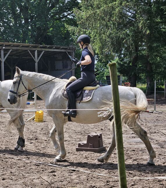 Ungarischer Warmblut Wallach, Birte, Horses For Sale, Friedrichsgraben, Image 3