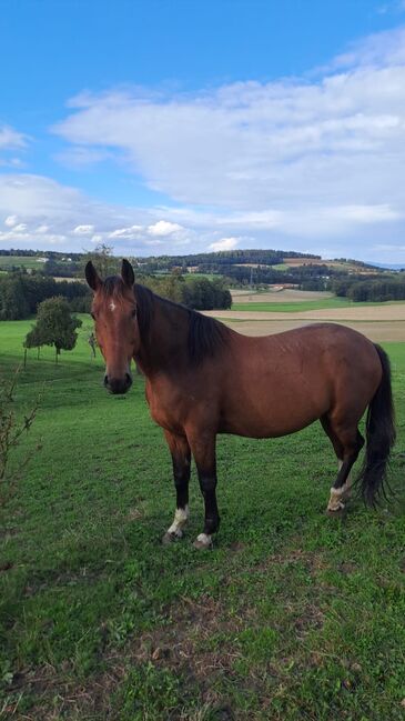 Ungarischer Warmblut Wallach, Andrea Moser, Konie na sprzedaż, Petzenkirchen 