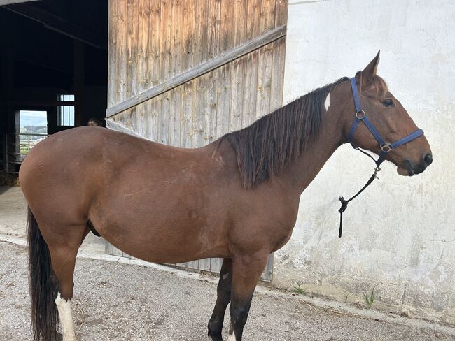 Ungarischer Warmblut Wallach, Andrea Moser, Konie na sprzedaż, Petzenkirchen , Image 5