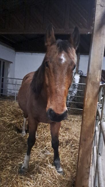 Ungarischer Warmblut Wallach, Andrea Moser, Konie na sprzedaż, Petzenkirchen , Image 2