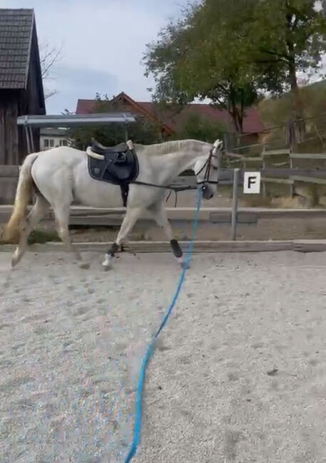 Ungarisches Warmblut, Alesia Ramhofer, Horses For Sale, Walpersbach, Image 5