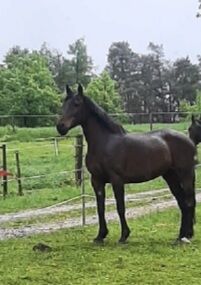 Ungarische Warmblutstute, Susanne, Horses For Sale, Pregarten