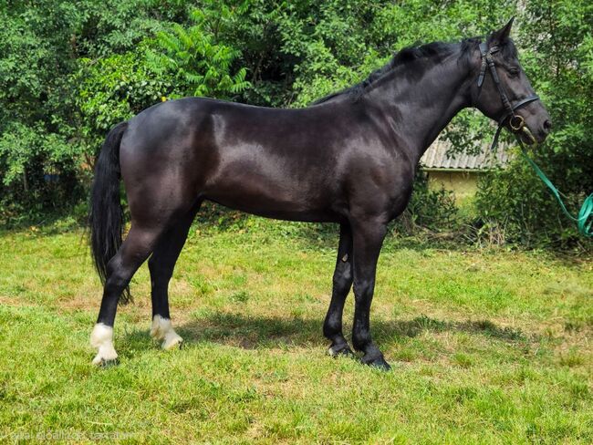 Hungarian warmblood - Mare, Jozsef, Horses For Sale, Békés