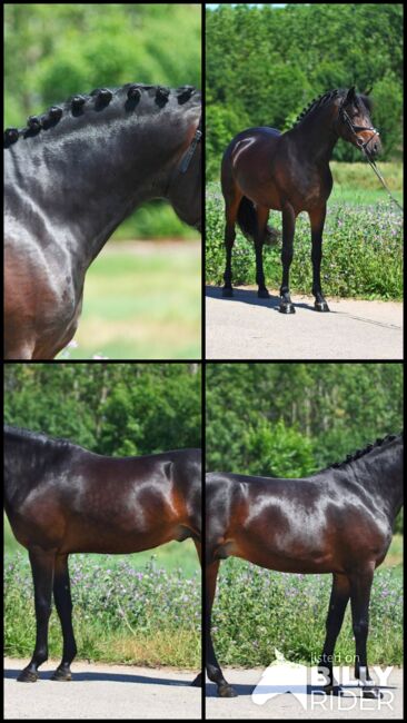 Hungary szarvas, Georgina, Horses For Sale, Szarvas, Image 5