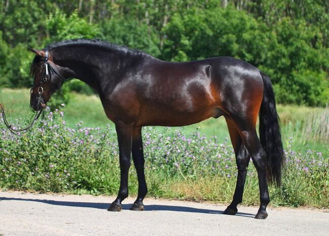 Hungary szarvas, Georgina, Horses For Sale, Szarvas, Image 3