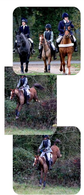 Hunting, Pony Club pony, Sianie, Horses For Sale, Desborough, Image 12