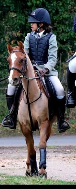 Hunting, Pony Club pony, Sianie, Horses For Sale, Desborough, Image 10