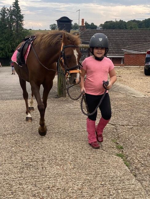 Hunting, Pony Club pony, Sianie, Horses For Sale, Desborough, Image 2