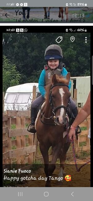 Hunting, Pony Club pony, Sianie, Horses For Sale, Desborough, Image 4