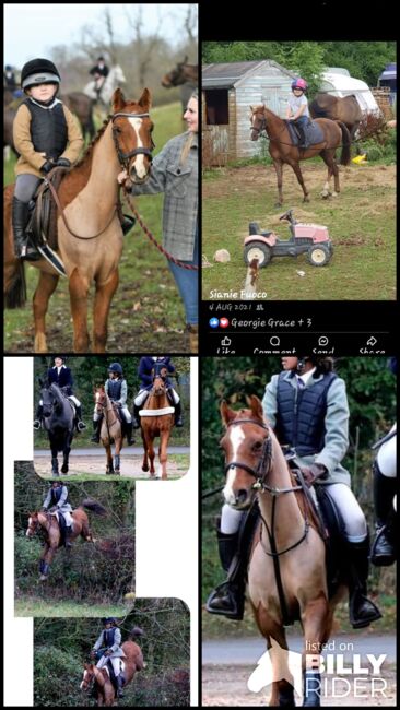 Hunting, Pony Club pony, Sianie, Horses For Sale, Desborough, Image 13