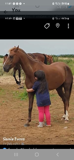 Hunting, Pony Club pony, Sianie, Horses For Sale, Desborough, Image 3