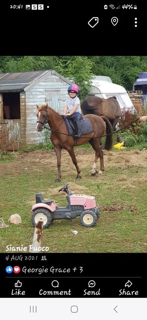Hunting, Pony Club pony, Sianie, Konie na sprzedaż, Desborough, Image 6