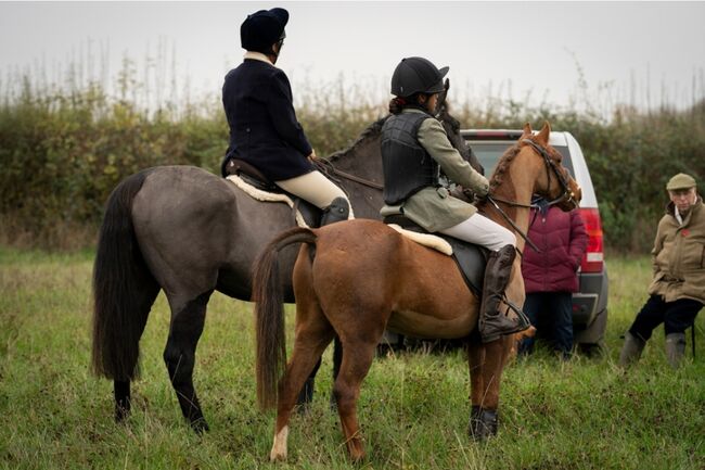 Hunting, Pony Club pony, Sianie, Konie na sprzedaż, Desborough, Image 9