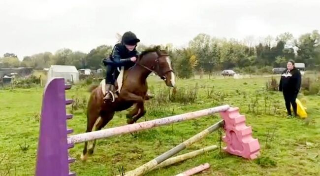 Hunting, Pony Club pony, Sianie, Konie na sprzedaż, Desborough, Image 5