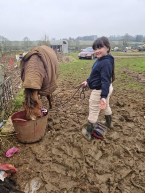 Hunting, Pony Club pony, Sianie, Konie na sprzedaż, Desborough, Image 7