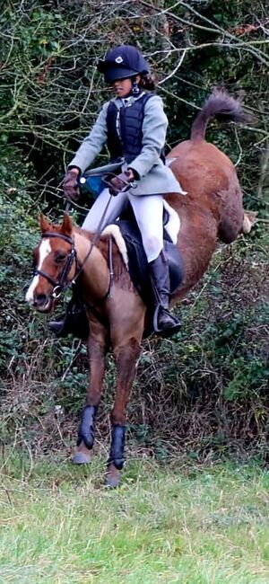 Hunting, Pony Club pony, Sianie, Konie na sprzedaż, Desborough, Image 11