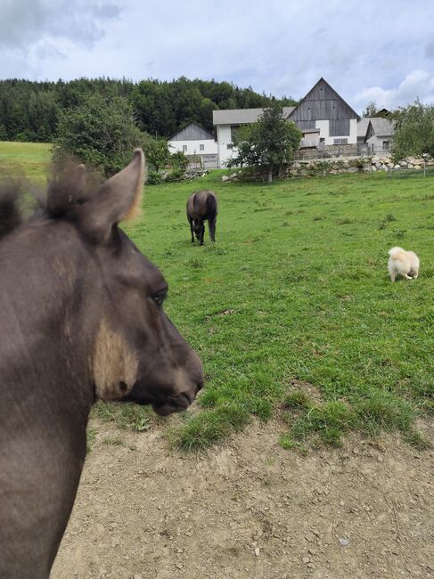 Huzulen Hengstfohlen, Katrin, Horses For Sale, Oberdorf bei Thannhausen, Image 4