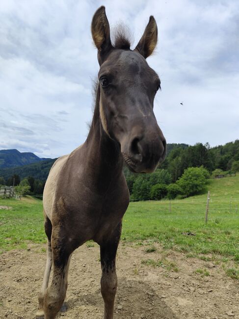 Huzulen Hengstfohlen, Katrin, Horses For Sale, Oberdorf bei Thannhausen, Image 3