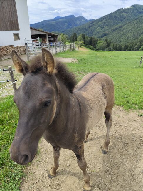 Huzulen Hengstfohlen, Katrin, Horses For Sale, Oberdorf bei Thannhausen