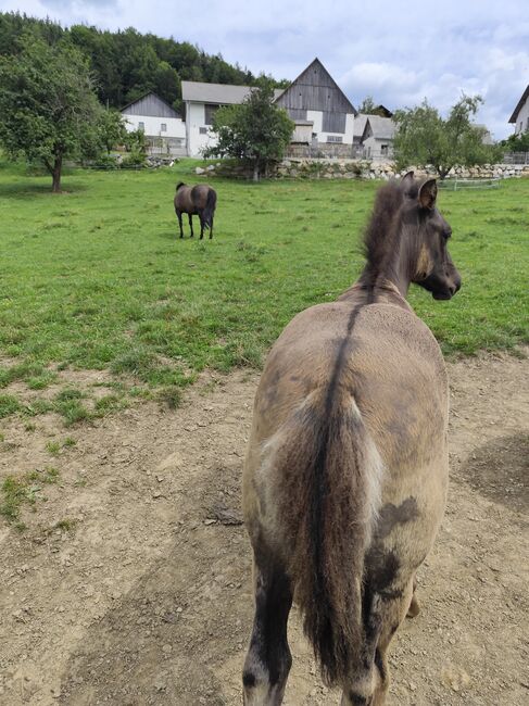 Huzulen Hengstfohlen, Katrin, Horses For Sale, Oberdorf bei Thannhausen, Image 2