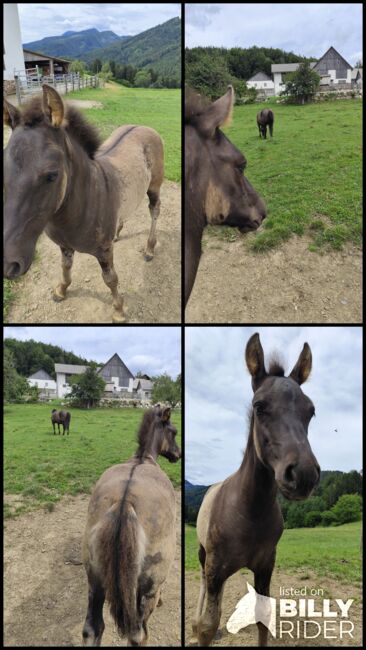 Huzulen Hengstfohlen, Katrin, Horses For Sale, Oberdorf bei Thannhausen, Image 6