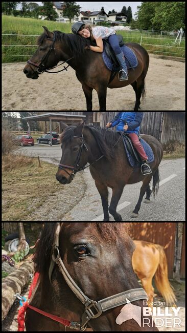 Huzulen Stute, Tanja, Horses For Sale, Untertrattbach, Image 4