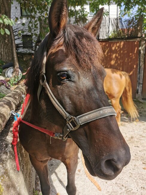 Huzulen Stute, Tanja, Horses For Sale, Untertrattbach, Image 3